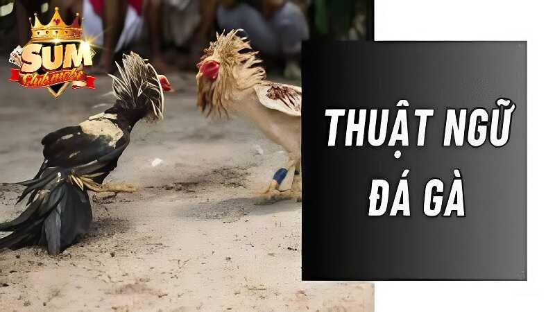 Tổng hợp thuật ngữ trong trận đá gà